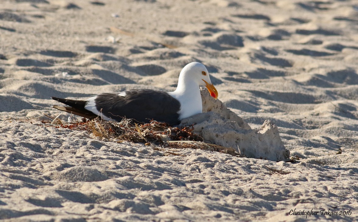 Yellow-footed Gull - ML26613641