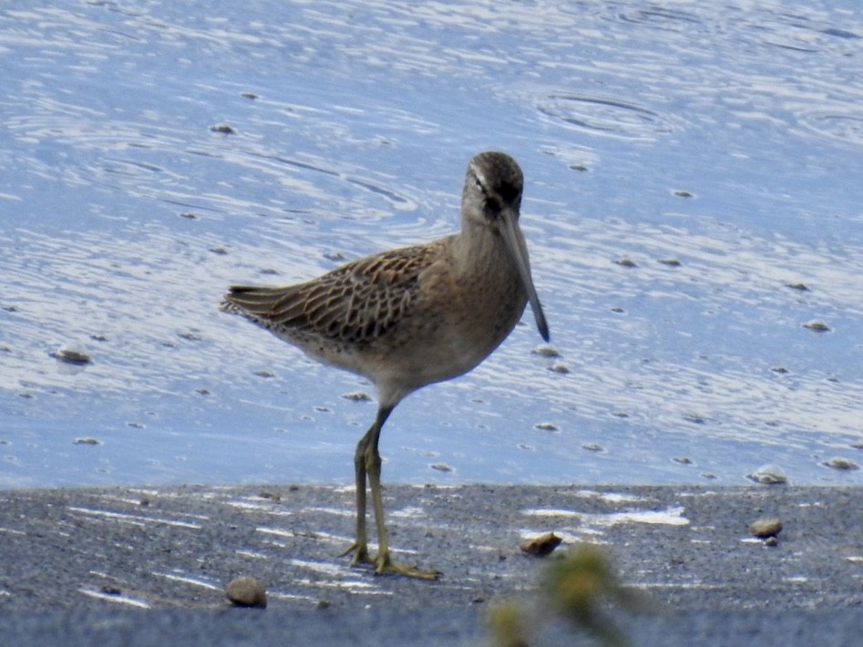 Long-billed Dowitcher - ML266141341
