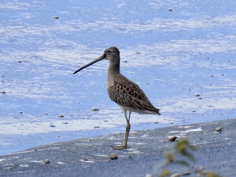 Long-billed Dowitcher - ML266141351