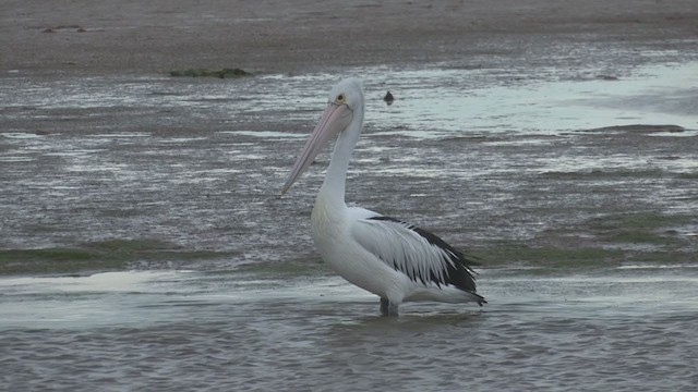 pelikán australský - ML266141361