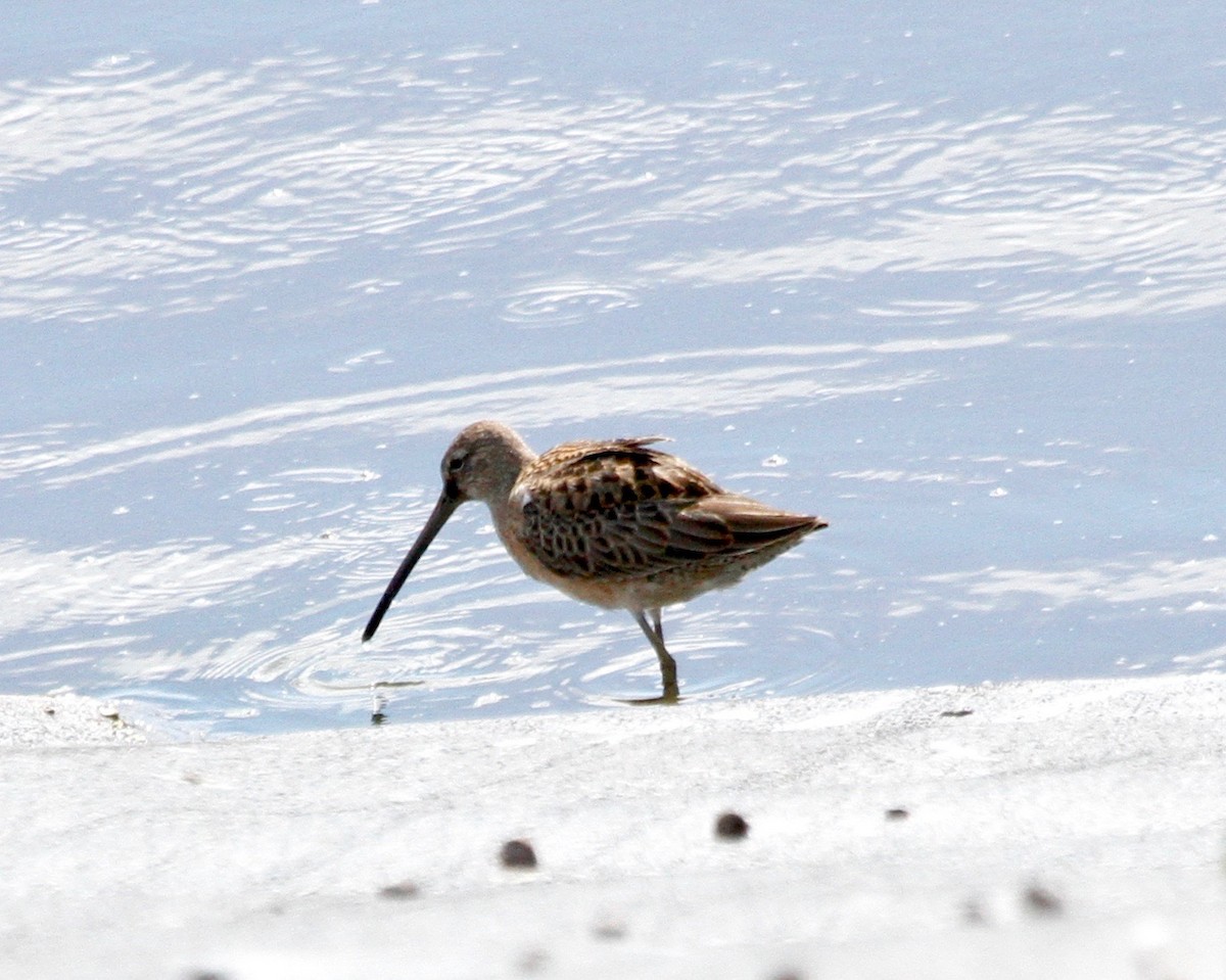 Long-billed Dowitcher - Sherman  Wing