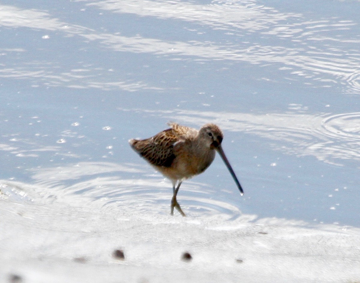 Long-billed Dowitcher - ML266147711