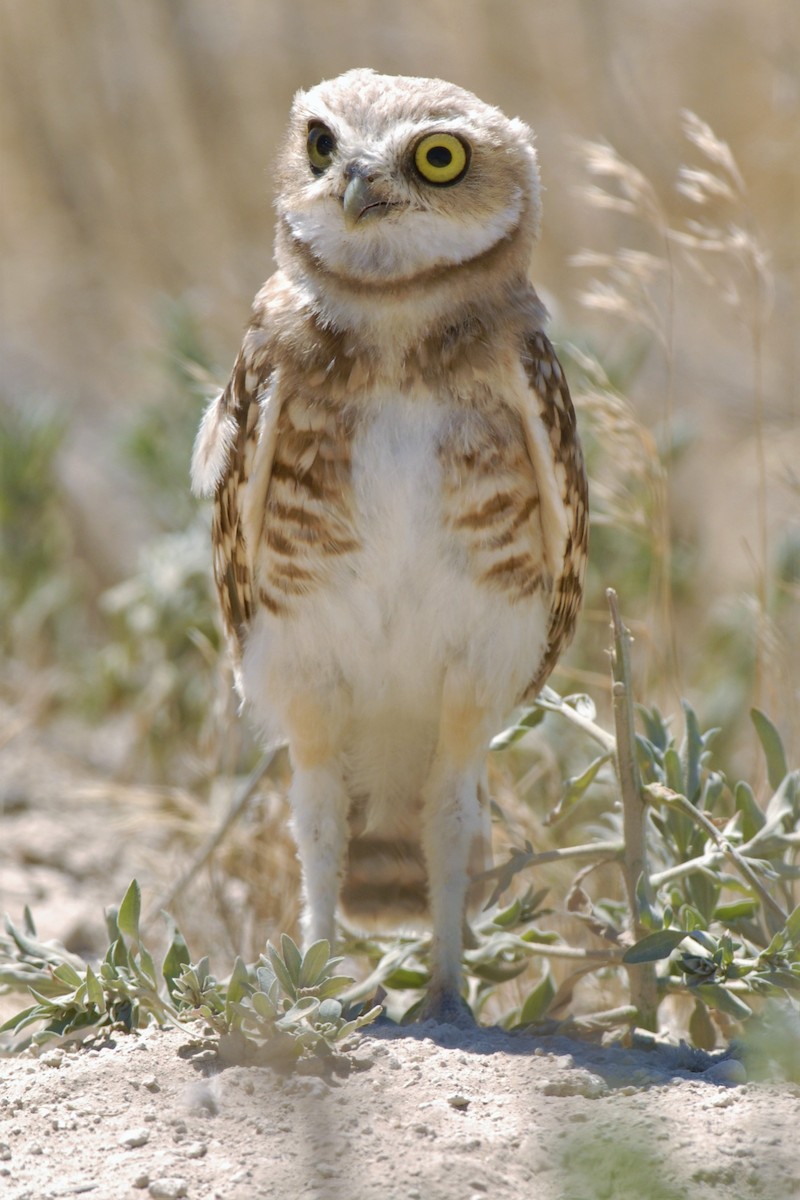 Burrowing Owl - David Hollie