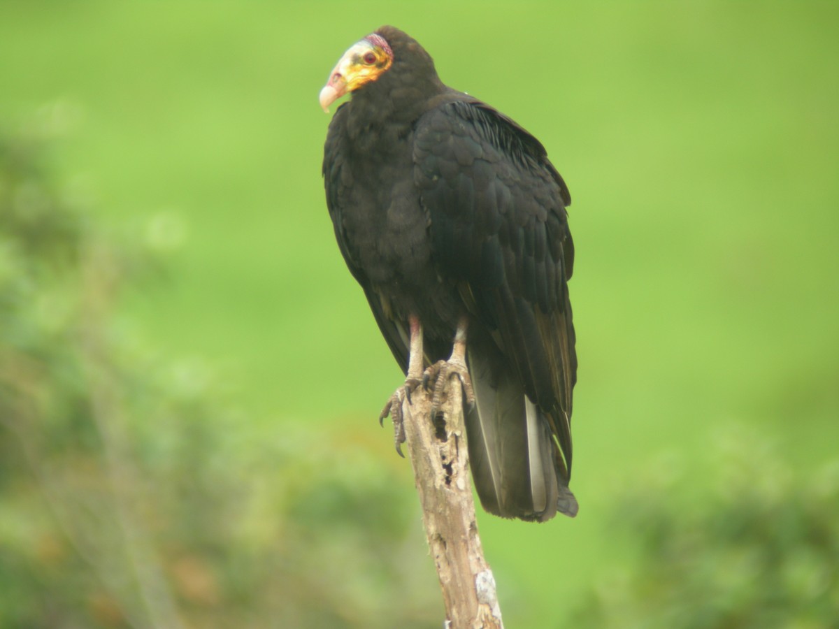 Greater Yellow-headed Vulture - ML266155791