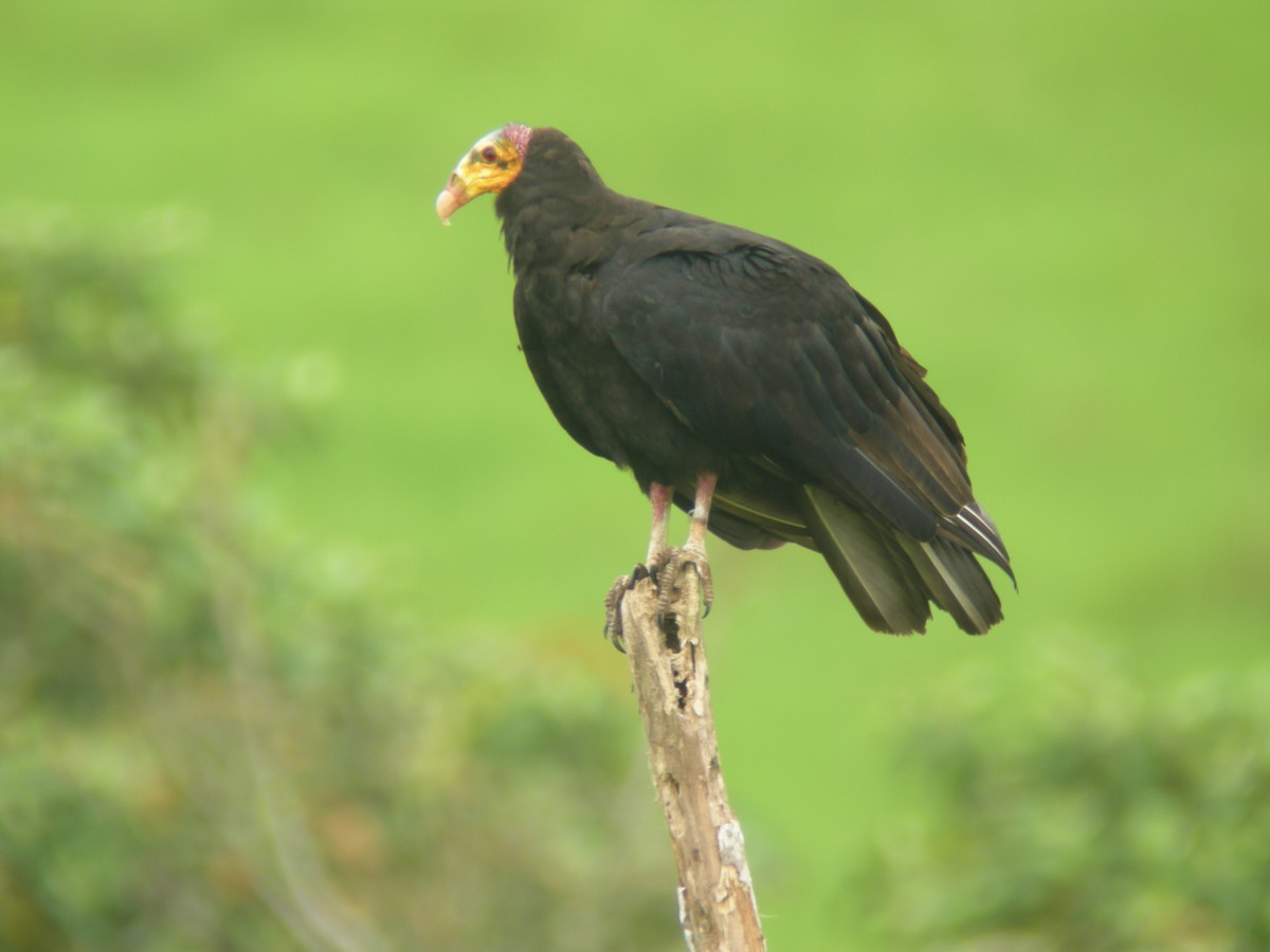Greater Yellow-headed Vulture - ML266155801