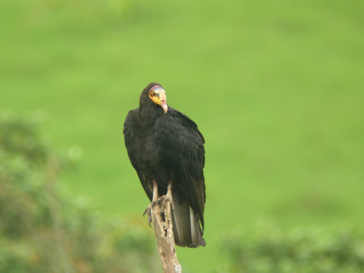 Greater Yellow-headed Vulture - ML266155811