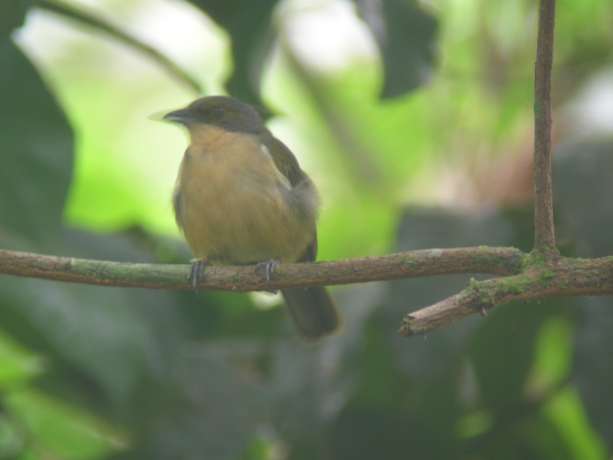 Fulvous-crested Tanager - ML266155921