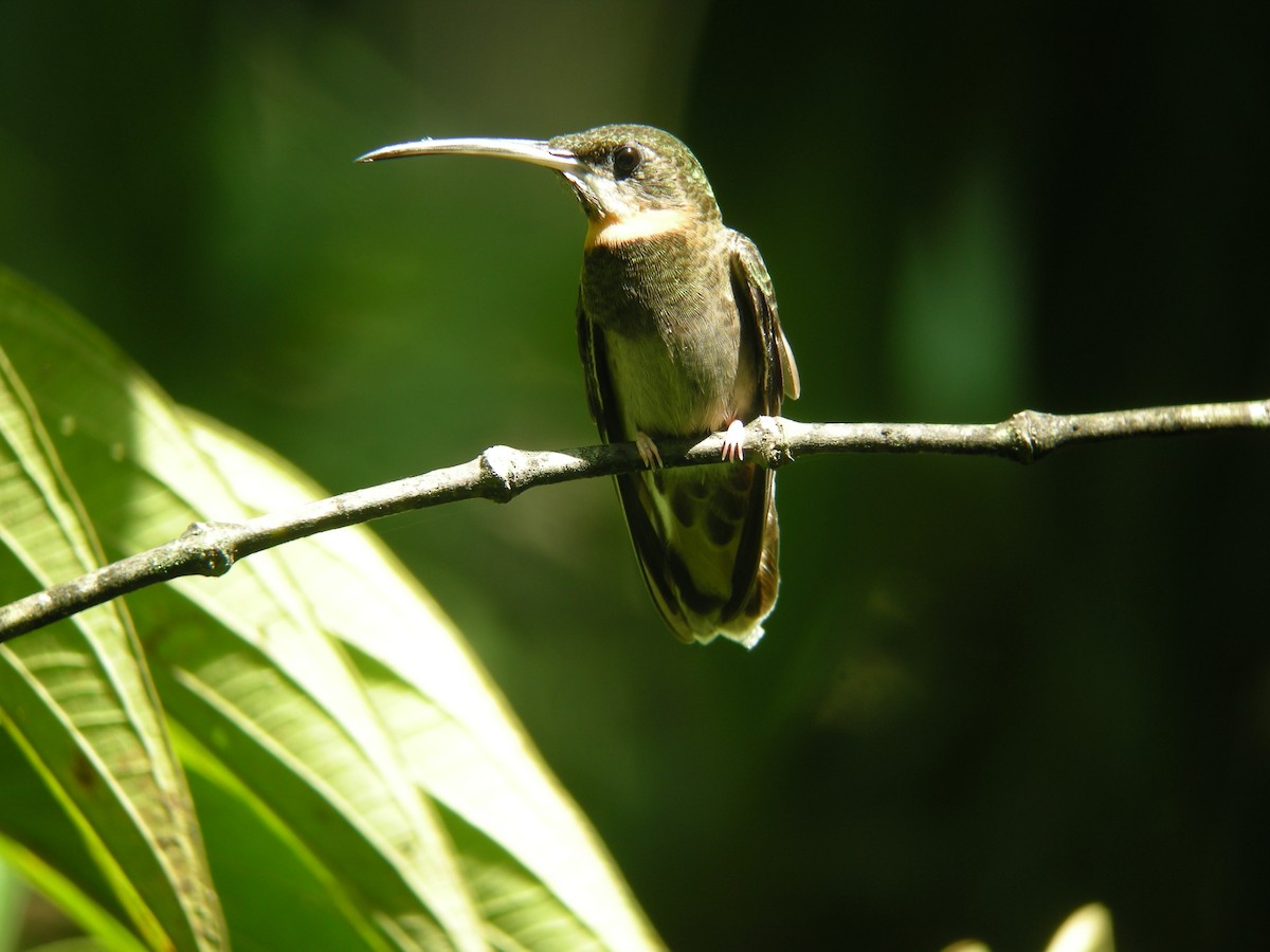 kolibřík světloocasý - ML266157311
