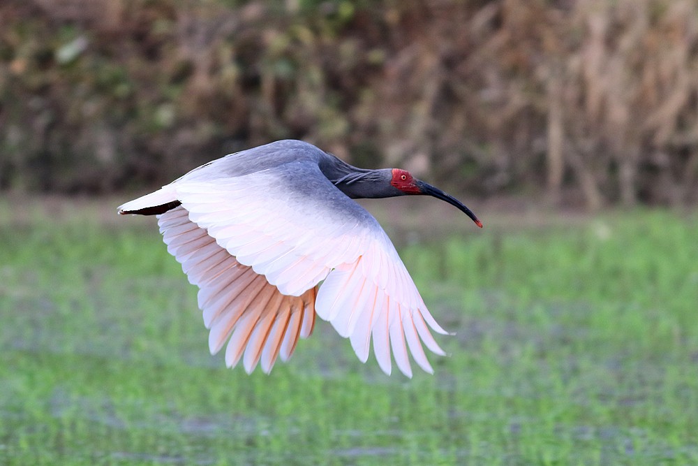 Crested Ibis - ML266157821