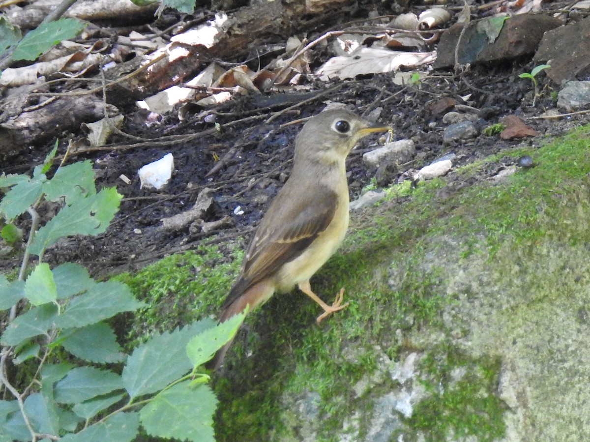 Brown-breasted Flycatcher - ML266160331