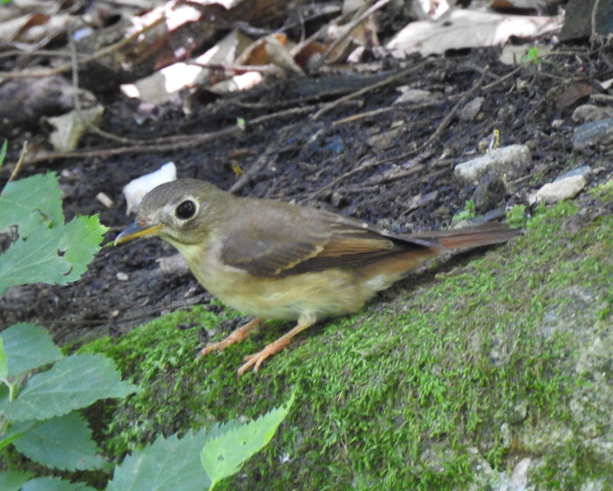Brown-breasted Flycatcher - ML266160341