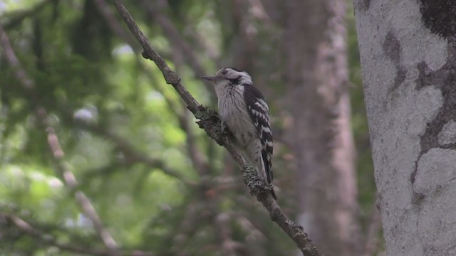 Lesser Spotted Woodpecker - ML266162611