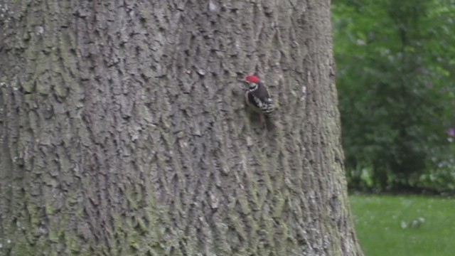 Middle Spotted Woodpecker - ML266165141