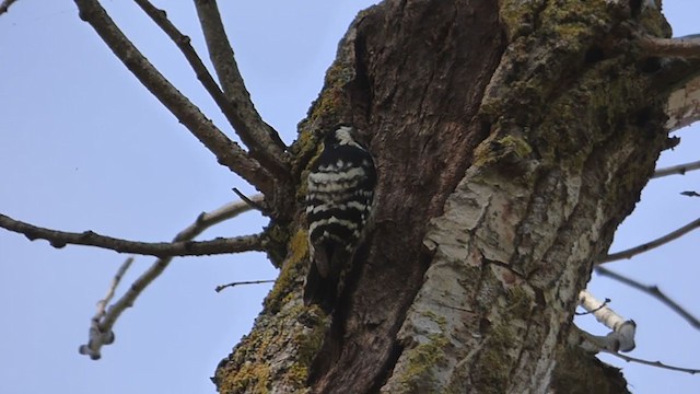 Lesser Spotted Woodpecker - ML266166521