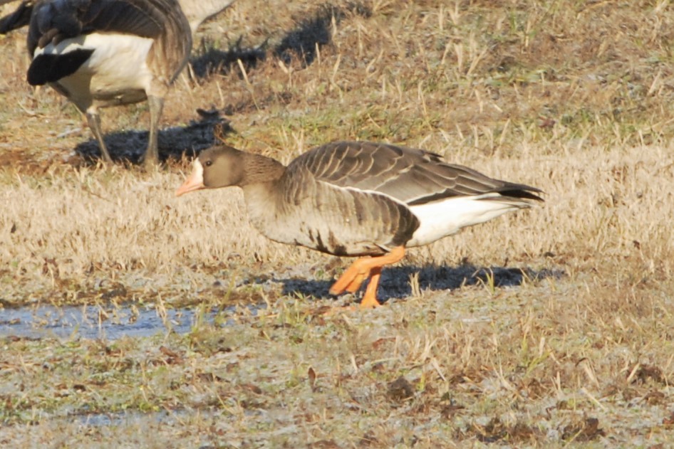 Greater White-fronted Goose - David Hollie