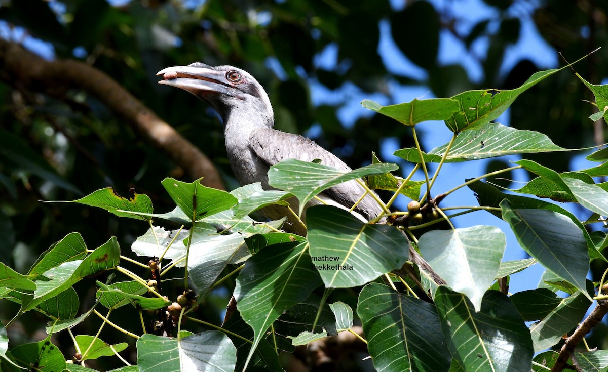 Indian Gray Hornbill - ML266166861