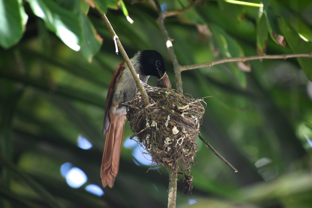Seychelles Paradise-Flycatcher - ML266167761