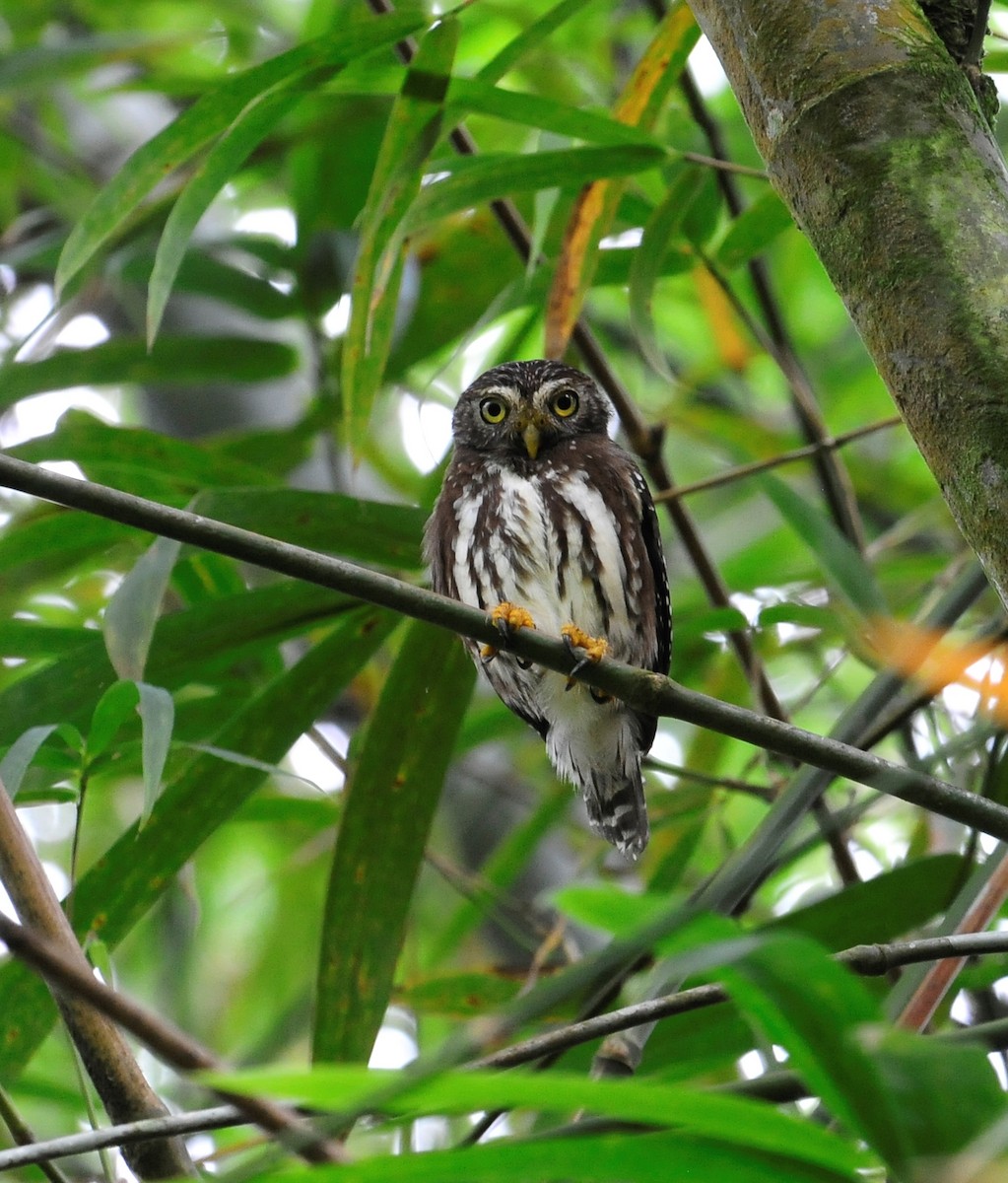 Ferruginous Pygmy-Owl - ML266171121