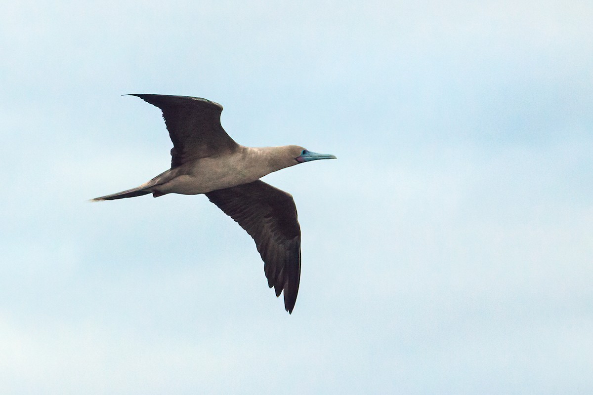Red-footed Booby (Eastern Pacific) - ML266171981