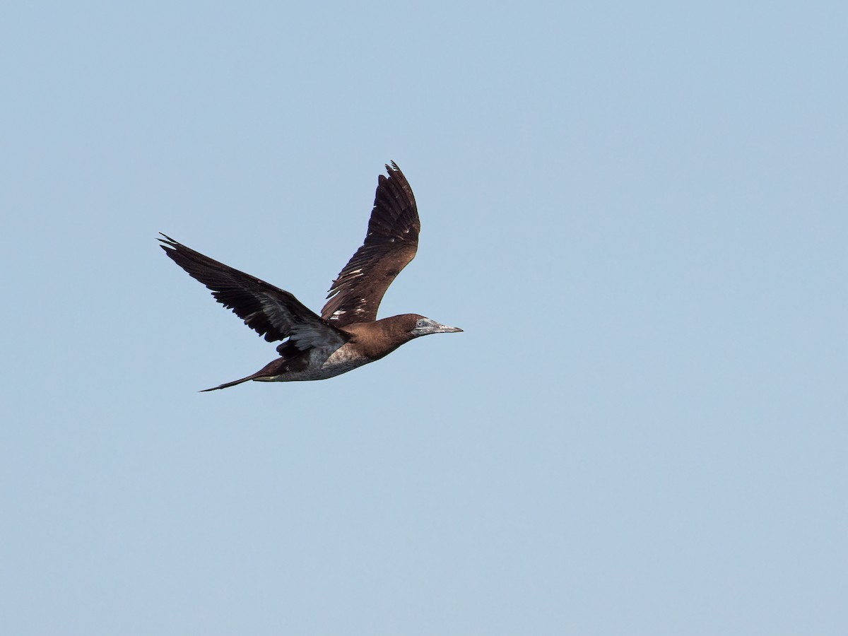 Brown Booby (Brewster's) - ML266172321