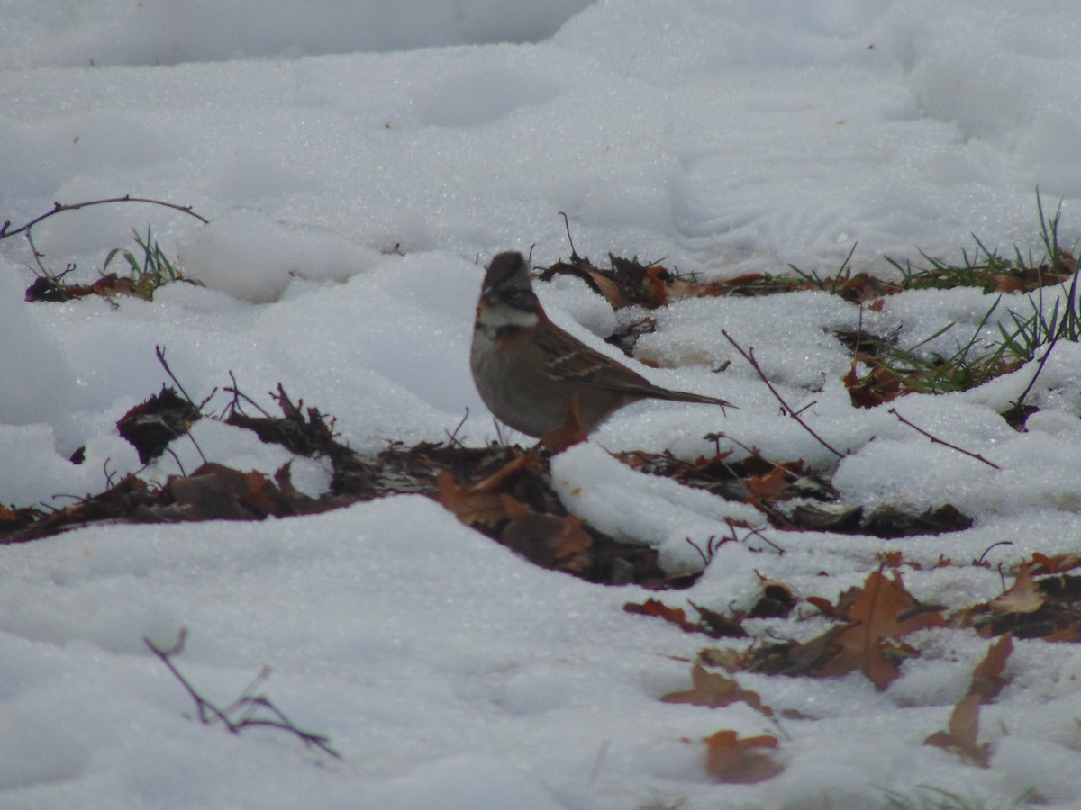 Rufous-collared Sparrow - ML266172521