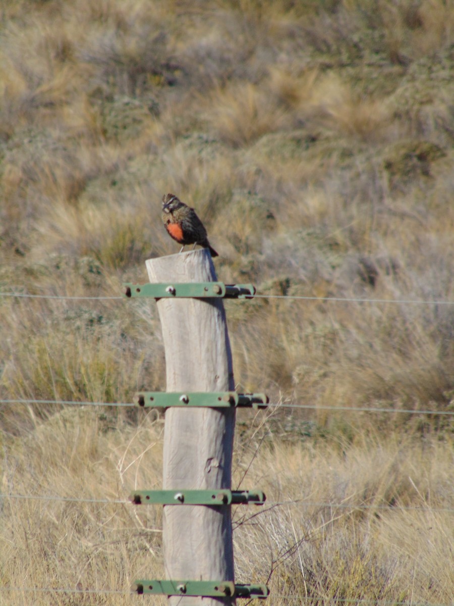 Long-tailed Meadowlark - Gael Braceras Calvis