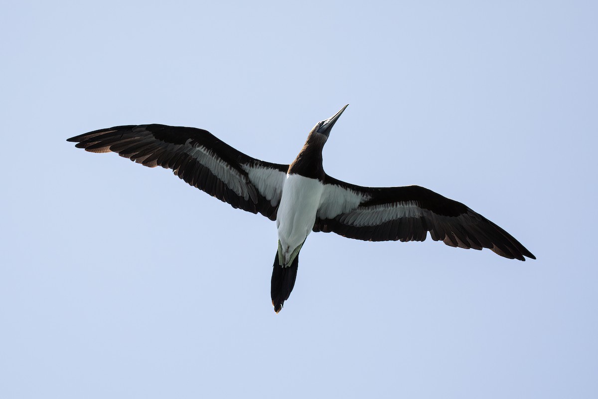 Brown Booby (Brewster's) - ML266173251