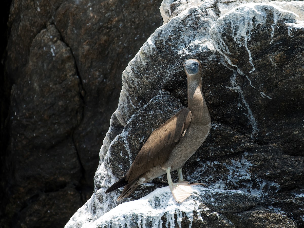 Brown Booby (Brewster's) - ML266173281
