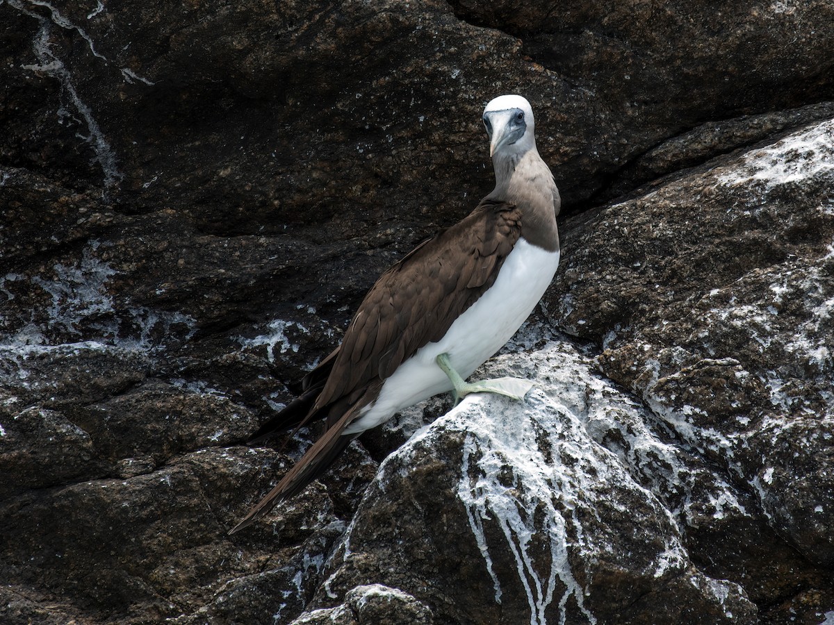 Brown Booby (Brewster's) - Nick Athanas