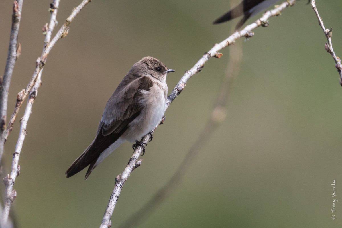 Northern Rough-winged Swallow - Tony V