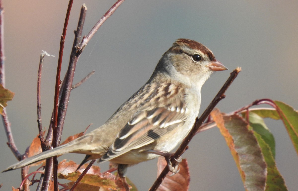 White-crowned Sparrow - Jeanne Tucker