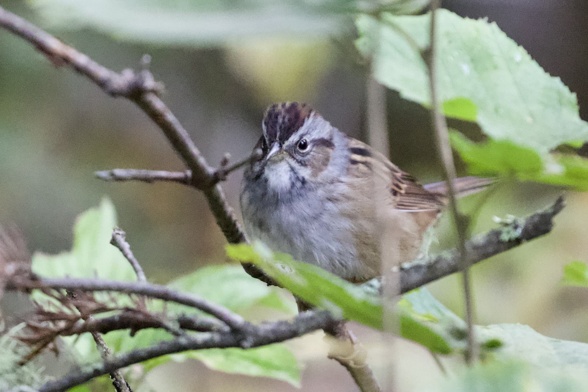 Swamp Sparrow - ML266188501