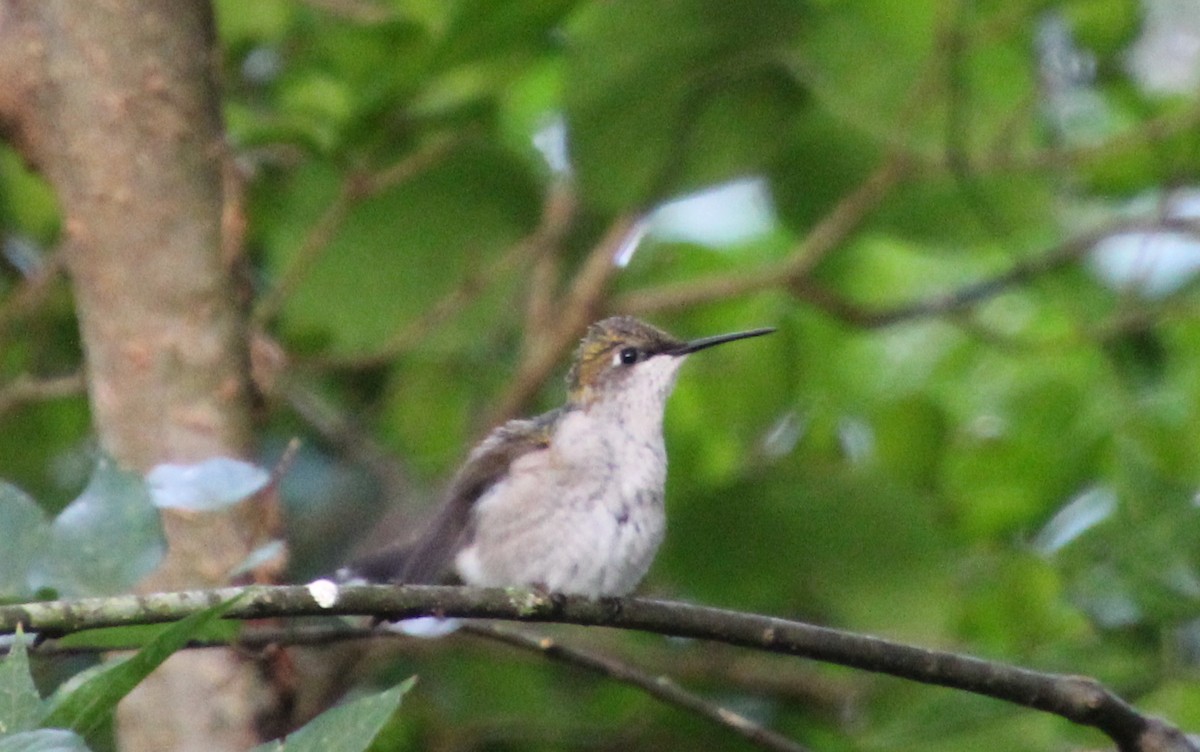 Ruby-throated Hummingbird - ML266192911