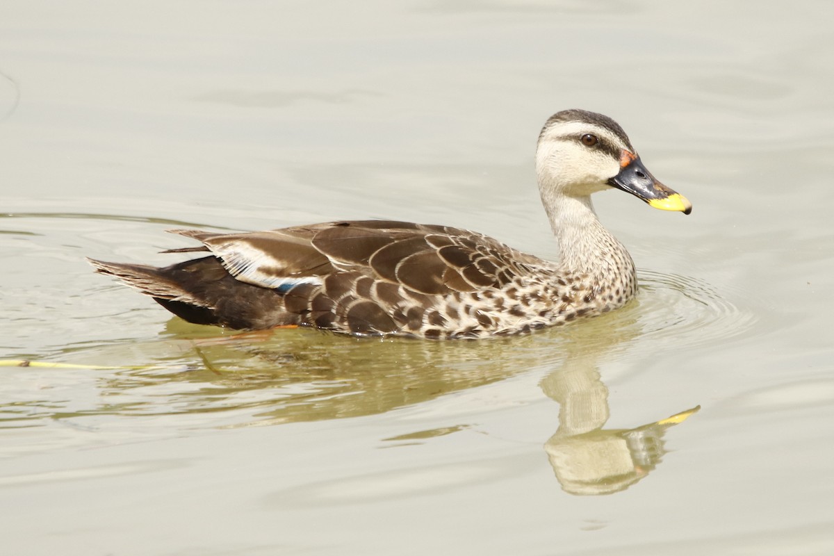 Indian Spot-billed Duck - ML266194091