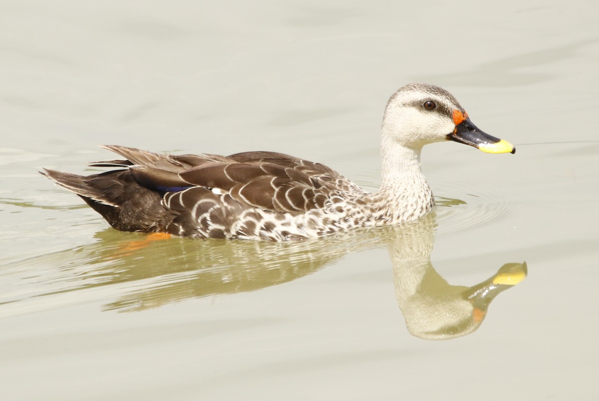 Indian Spot-billed Duck - ML266194101