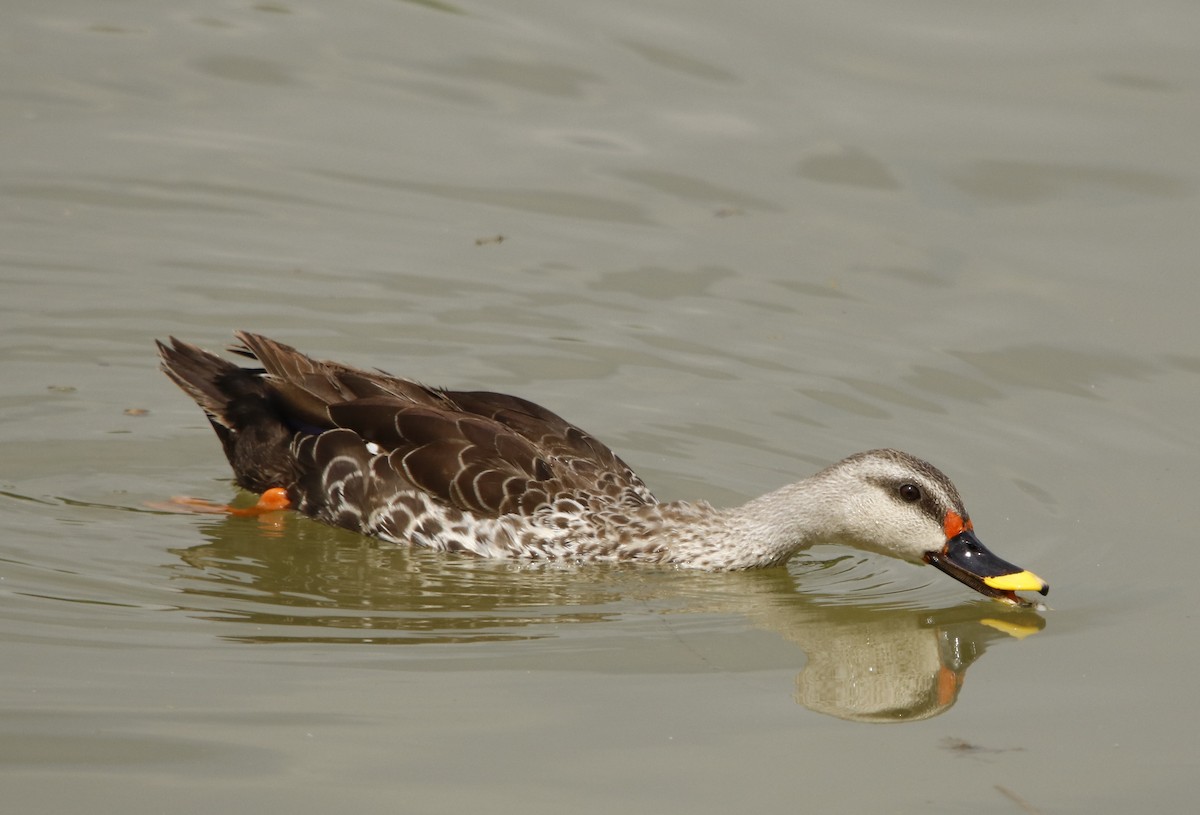 Indian Spot-billed Duck - ML266194301
