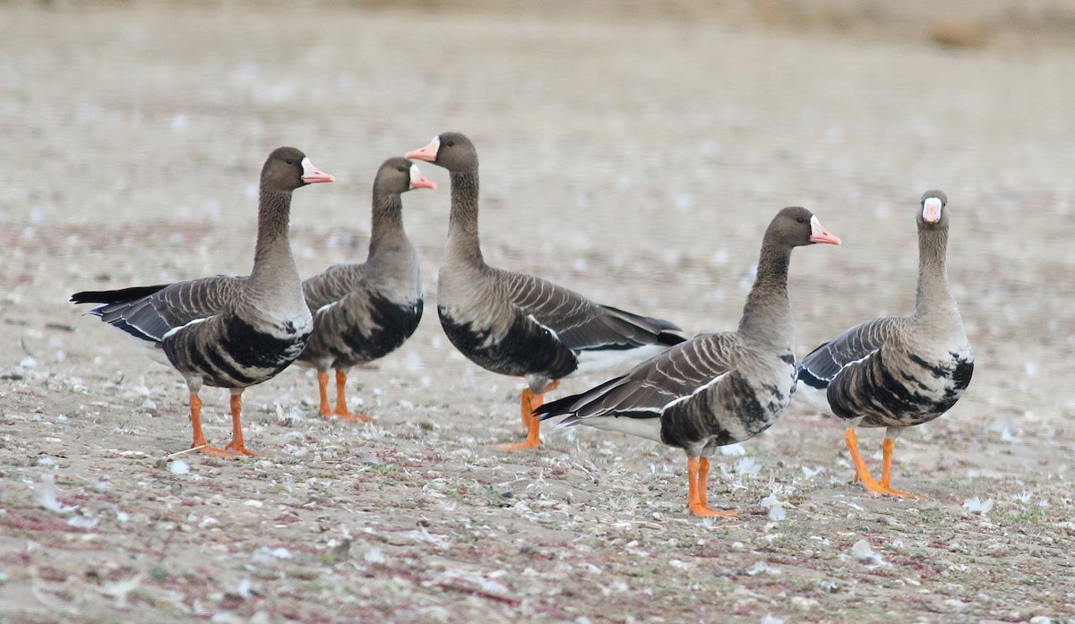 Greater White-fronted Goose - Catherine Temple