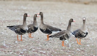 Greater White-fronted Goose, ML266196751
