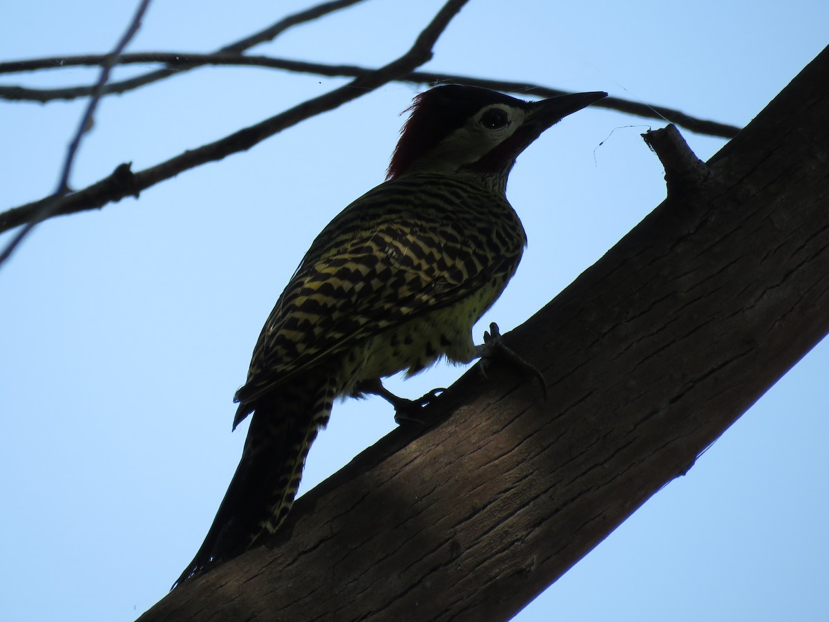 Green-barred Woodpecker - ML266196861