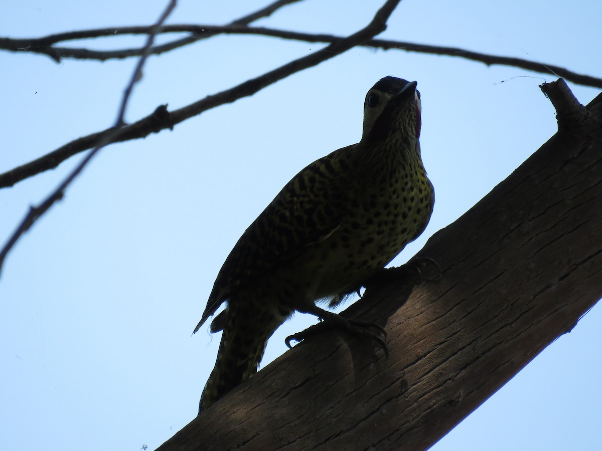 Green-barred Woodpecker - ML266196881