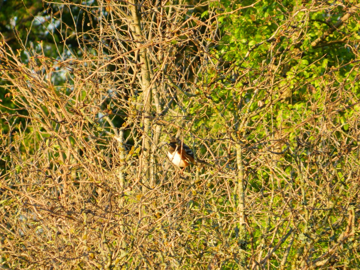 Spotted Towhee - Winston Caillouet