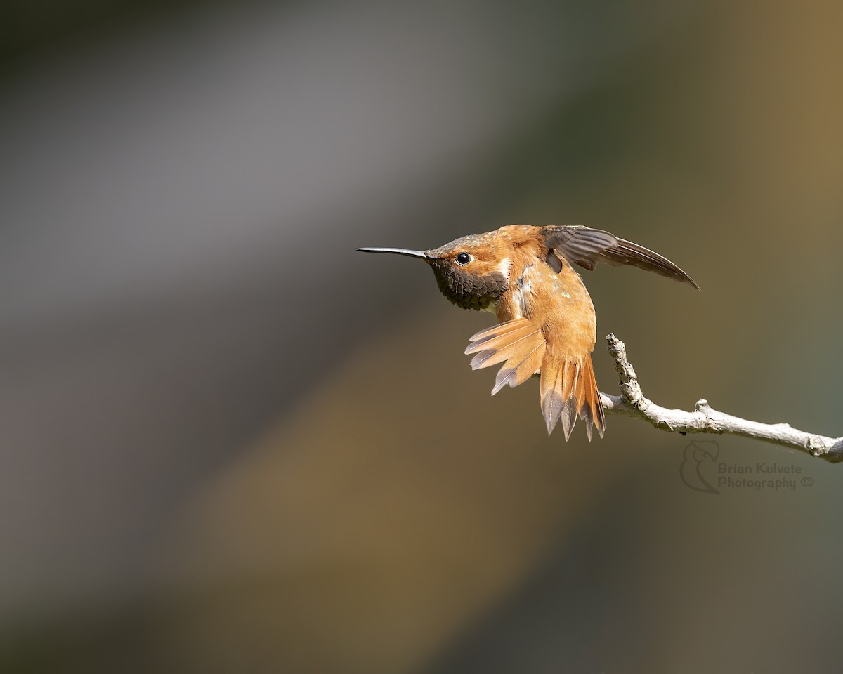 Rufous Hummingbird - Brian Kulvete