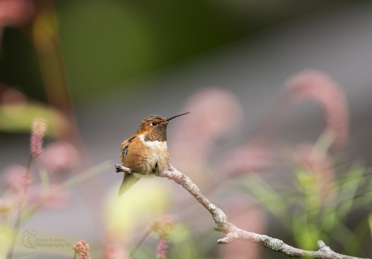 Rufous Hummingbird - ML266200071