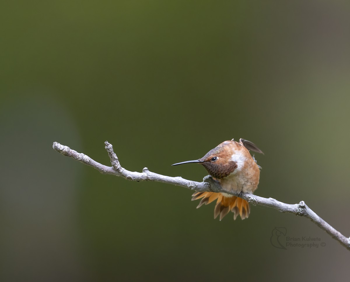 Rufous Hummingbird - ML266202371