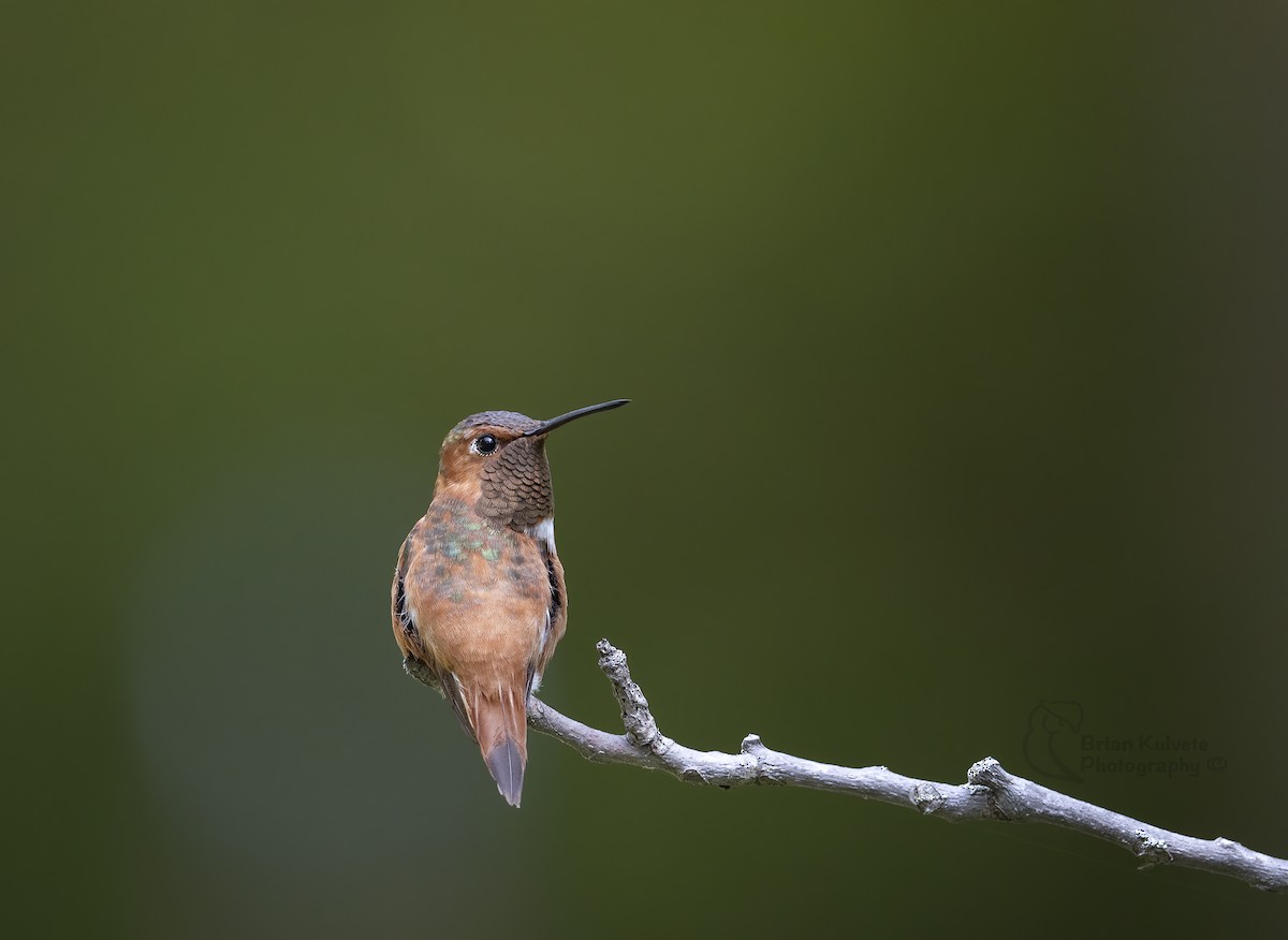 Rufous Hummingbird - ML266202481