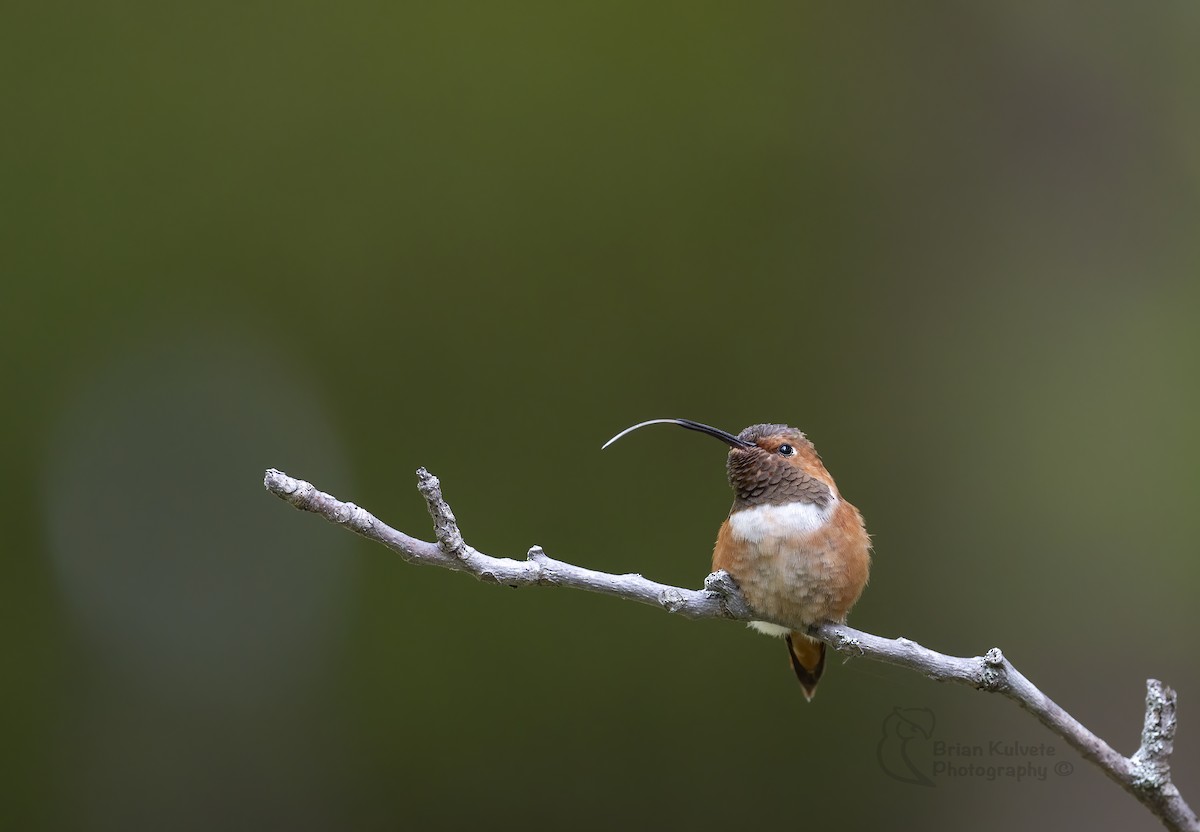 Rufous Hummingbird - ML266202771