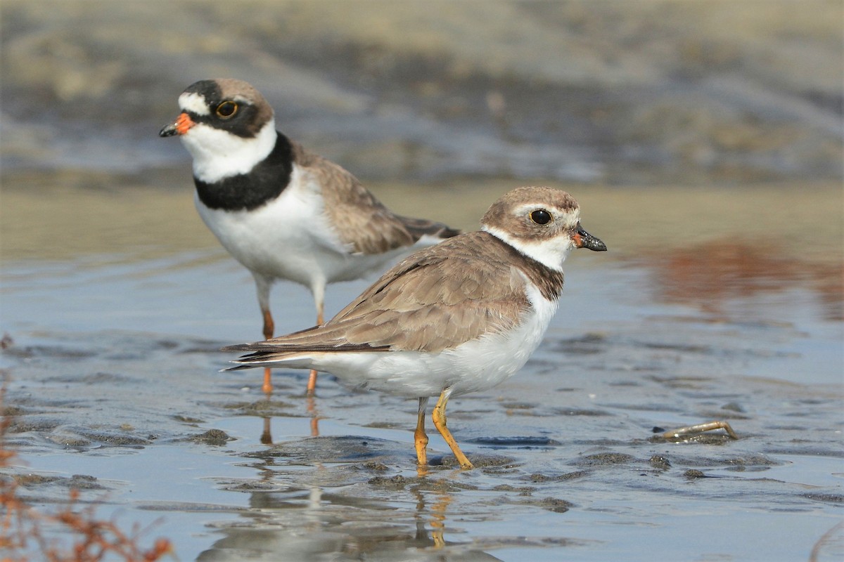 Semipalmated Plover - David Hollie