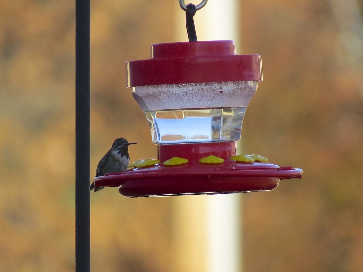 Calliope Hummingbird - ML266204881