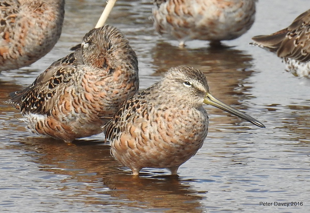 Long-billed Dowitcher - ML26620561