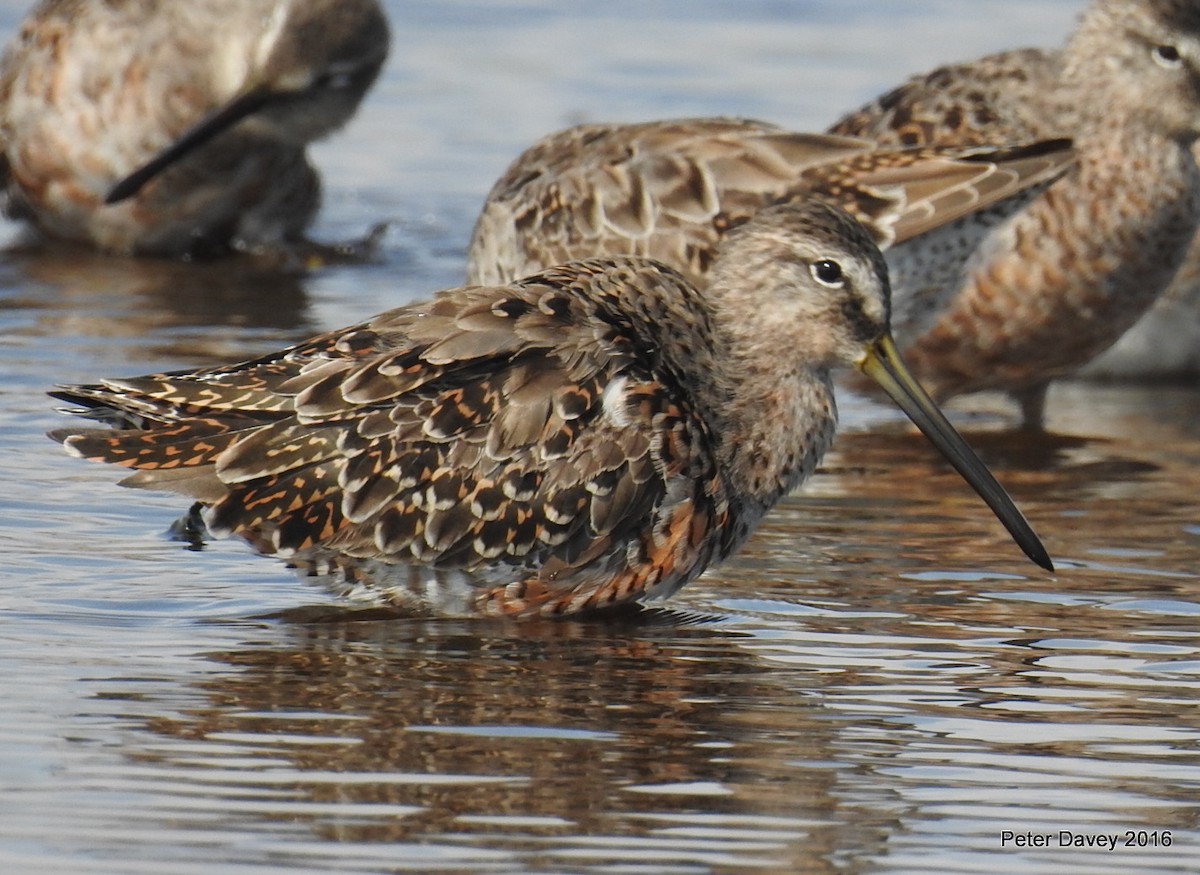 Long-billed Dowitcher - ML26620611